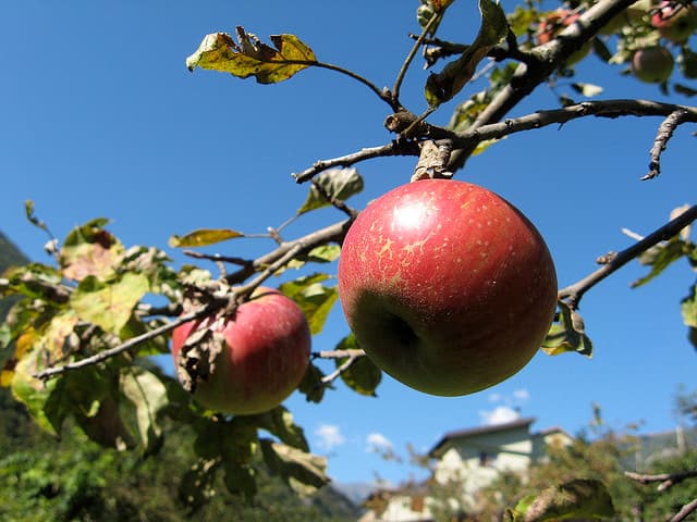 Apple Saves Man From Armed Robbers
