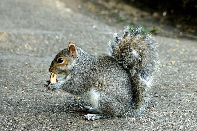You Could Be Eating Squirrel Meat Soon