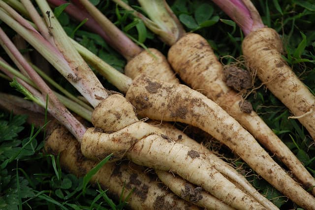 5 More Poisonous Everyday Foods