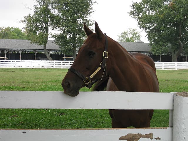 Bobby Flay Blogs About the Kentucky Derby