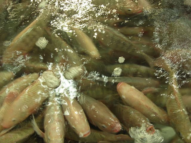 Something's Fishy About Farmed Tilapia