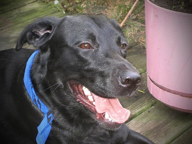 Dog Meat Scandal in Chinatown 