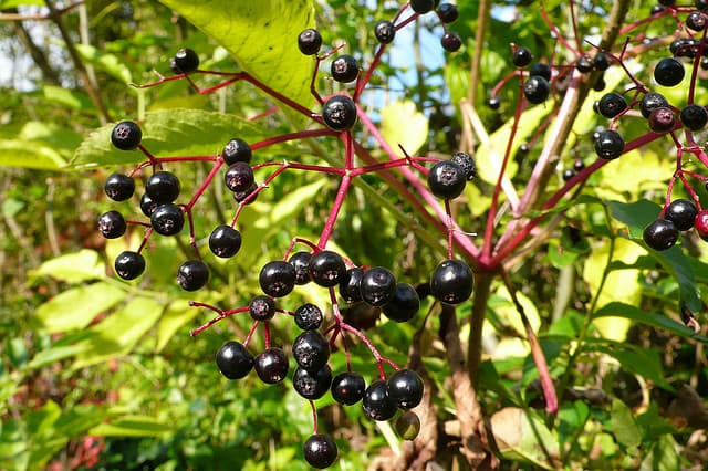 elderberries