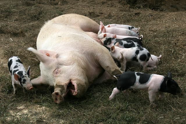 Sow with piglets