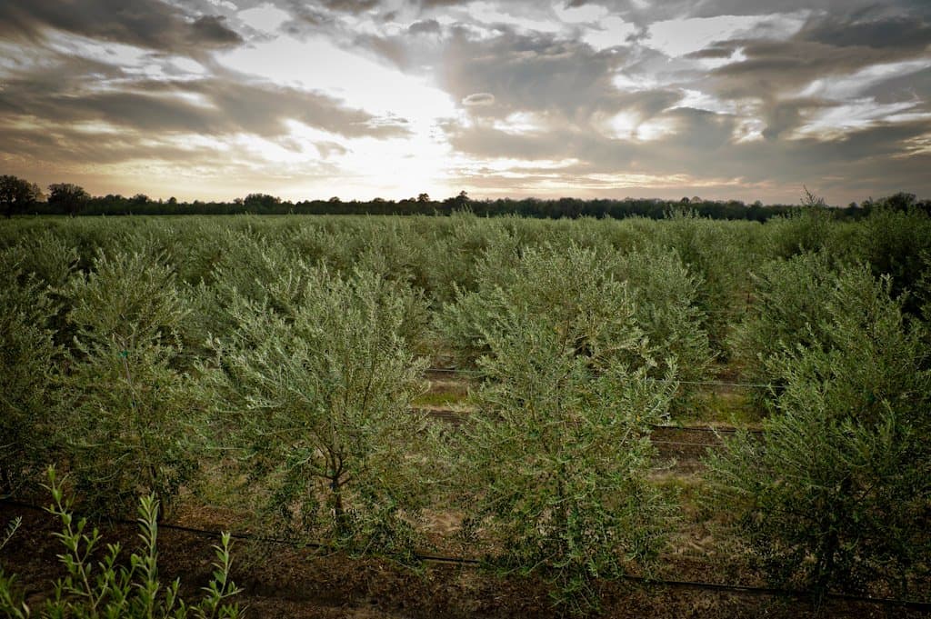 Georgia Harvests First Olives Since 1800s