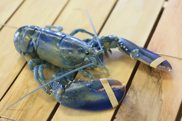 Will and Kate Blue Lobsters
