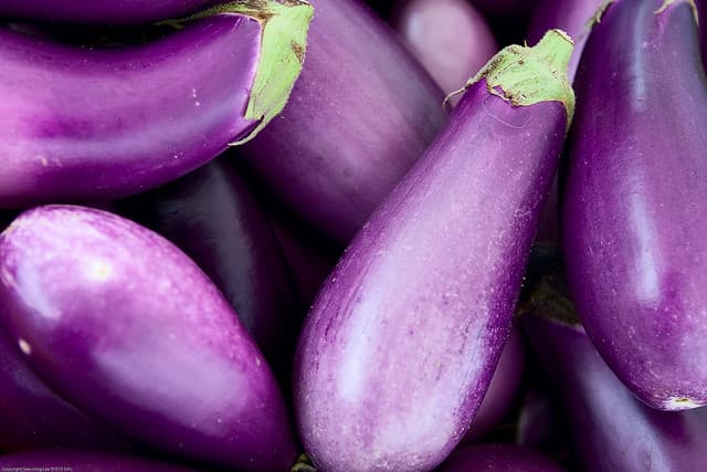 Eggplant Aubergine