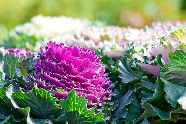 Winter Kale (C) Kelsey Ganes