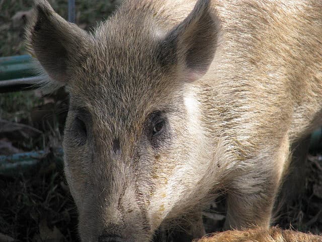 You Can Now Shoot Feral Hogs From a Helicopter in Texas 