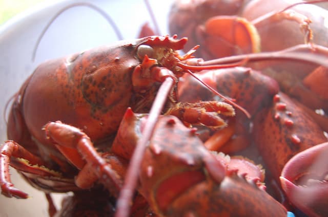 Simple Steamed Lobster Recipe