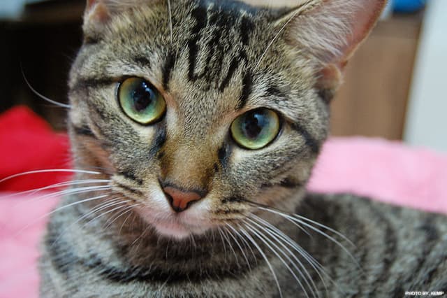 Cat Cafes Huge in Japan