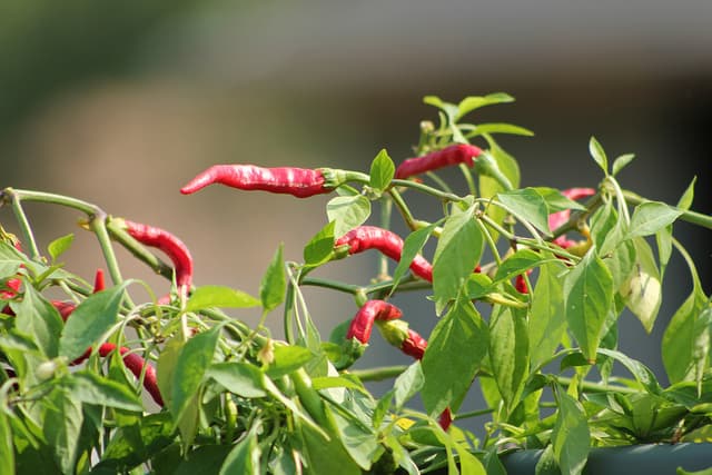 Quick and Easy - Beanless Chili