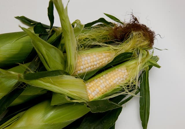 China Rejects GMO American Corn