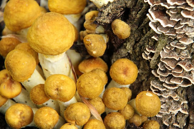 Buying Mushrooms Can Save  Your Life