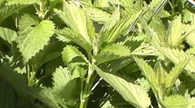 Harvesting Nettles