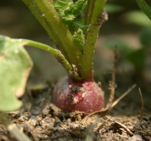 Back Yard Gardeners: Time To Start Your Seeds