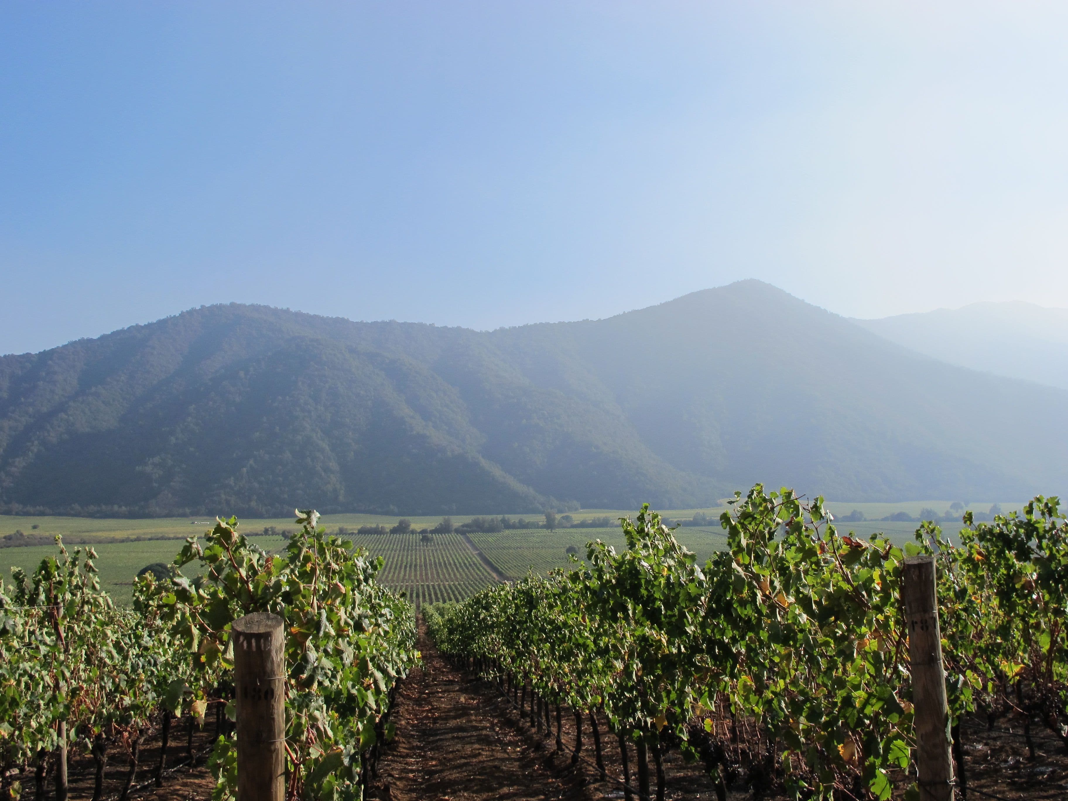 chile sauvignon blanc