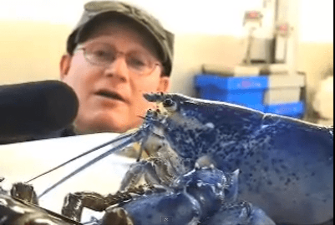 Blue Lobster