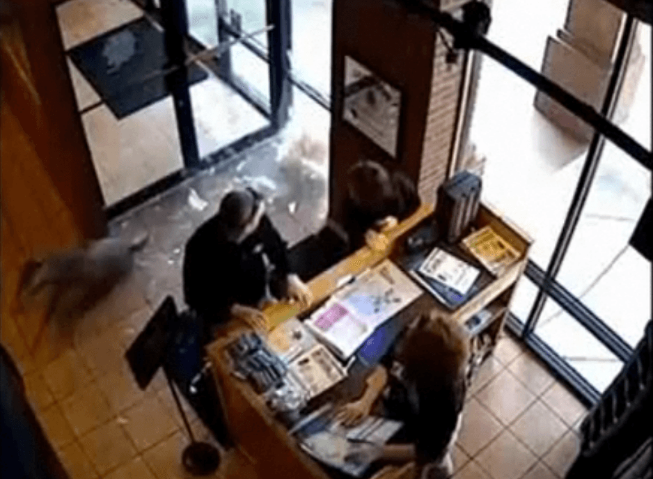 Deer Breaks Into Georgia Taco Mac