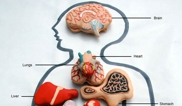 Anatomical Macarons and Cookies