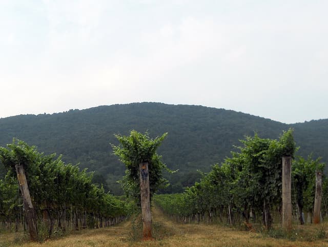 virginia wine country