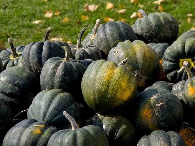 acorn squash