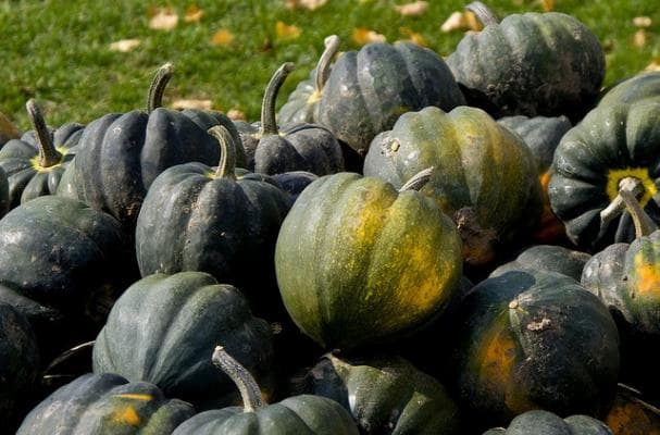How To Buy and Use Winter Squash
