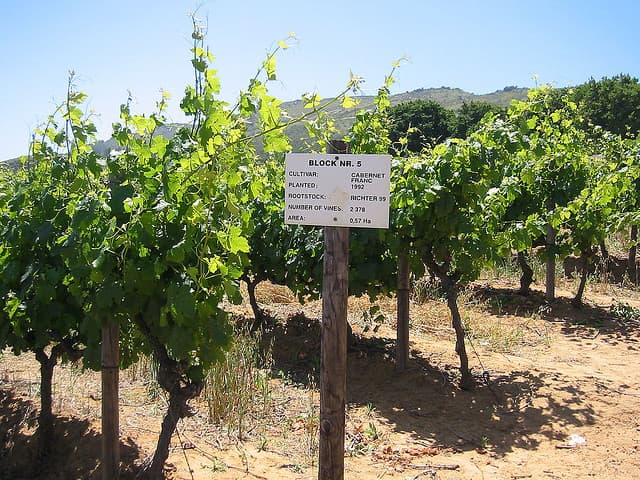 meatless monday wine pairing