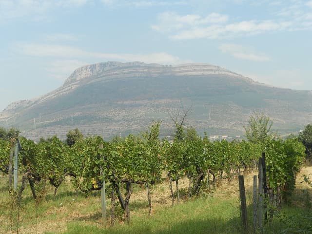 vineyards views campania italy wine montevetrano