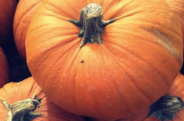 New Food Alert: Mexican Candied Pumpkin