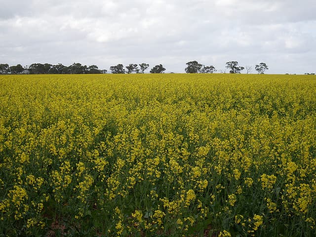 canola crops