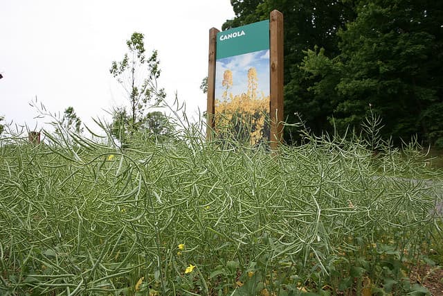 canola