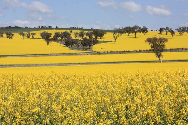 canola crops