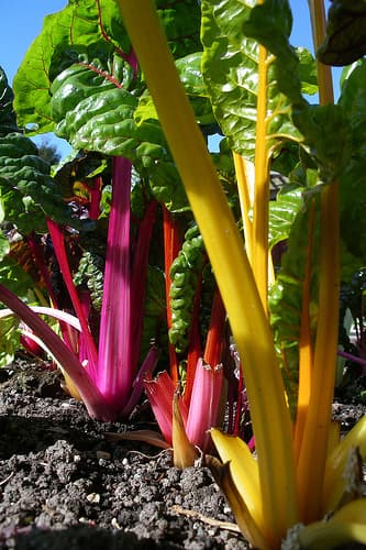 A Rainbow A Day Keeps the Doc Away