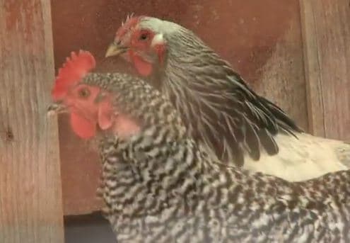 A Day In The Life: Maine Farmer