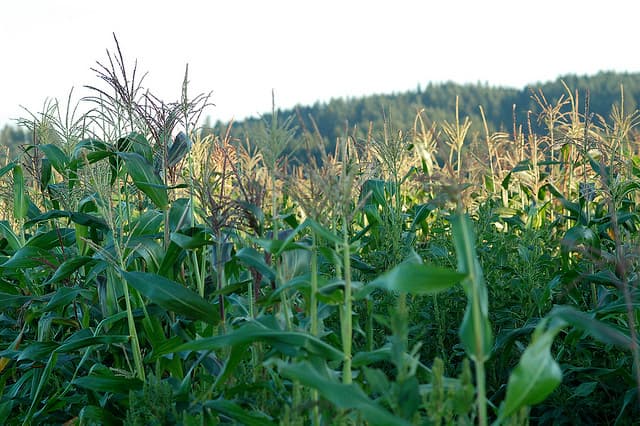 corn field