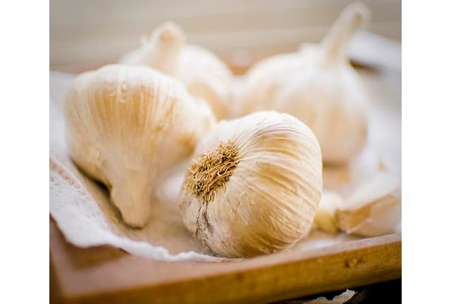 garlic