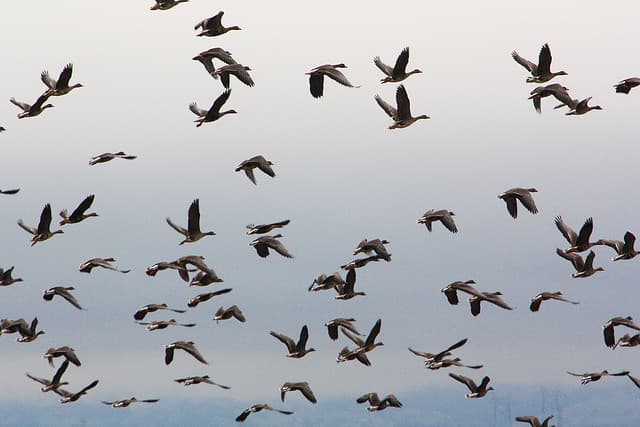 NYC Airport Geese Getting Cooked Up For Homeless 