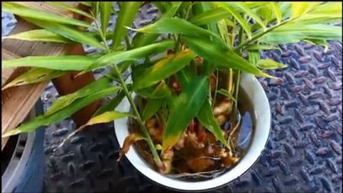 Grow Your Own Ginger In Containers