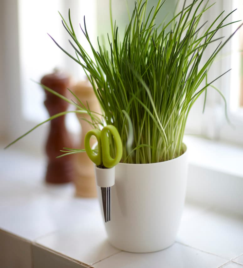 Brussels Herbs Plant Pot