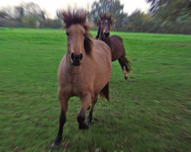 Pub Serves Horse Semen Shots Infused With Apple 