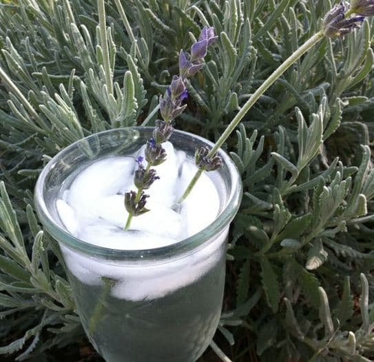 Lavender Cocktail