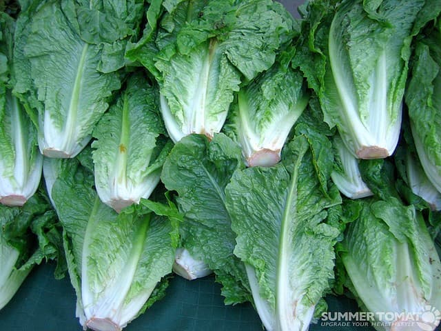 Lettuce