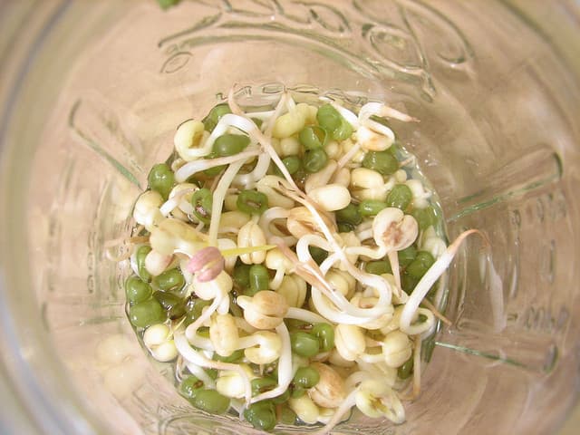 mung sprouts