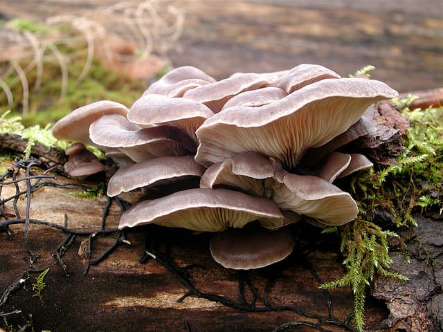 oyster mushrooms