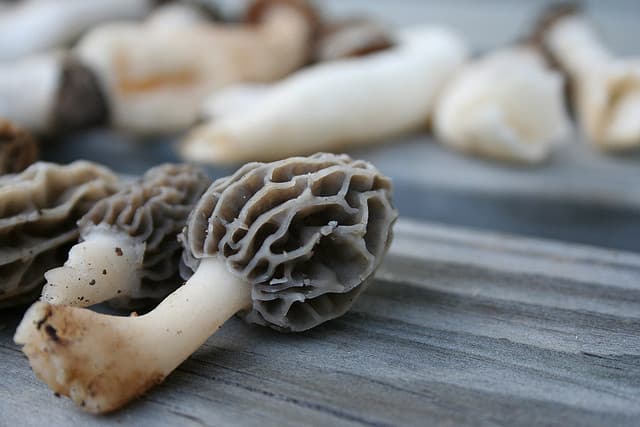 morel mushrooms
