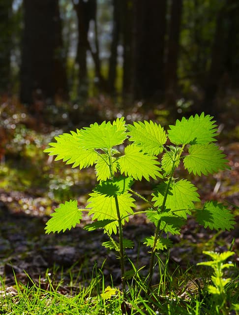 nettle