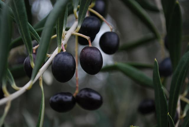 black olives