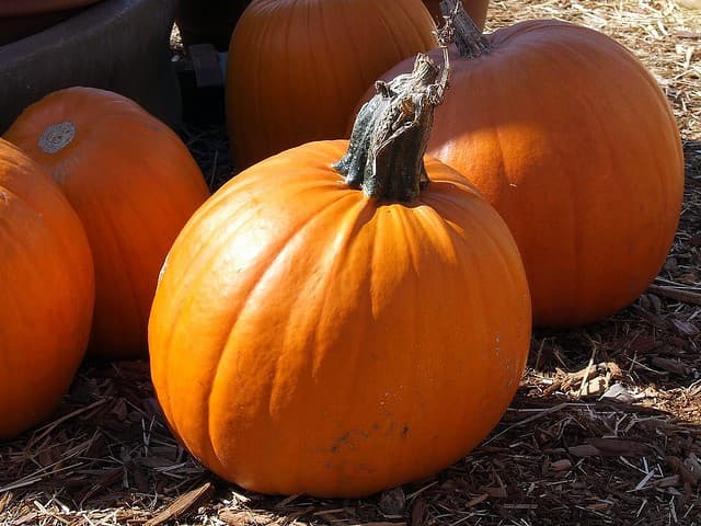 pumpkin