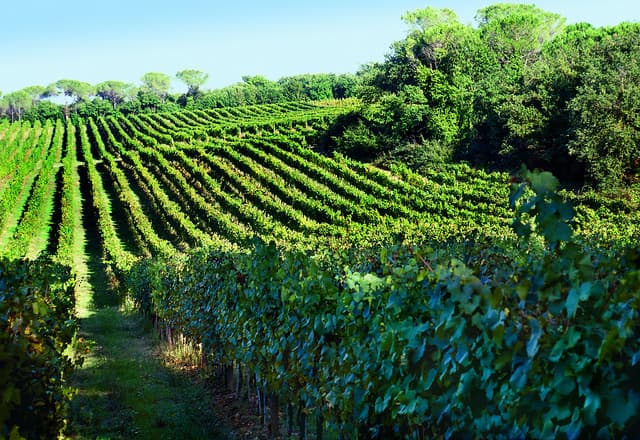 chianti ruffino pizza wine cellar